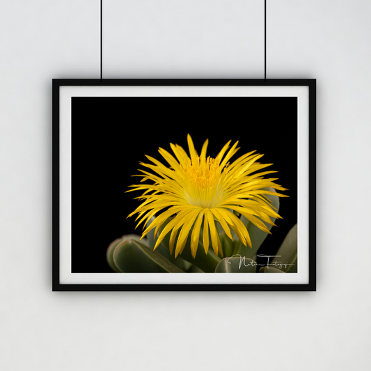 Flor de Cactus 6