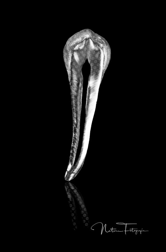 Premolar en Blanco y Negro 1