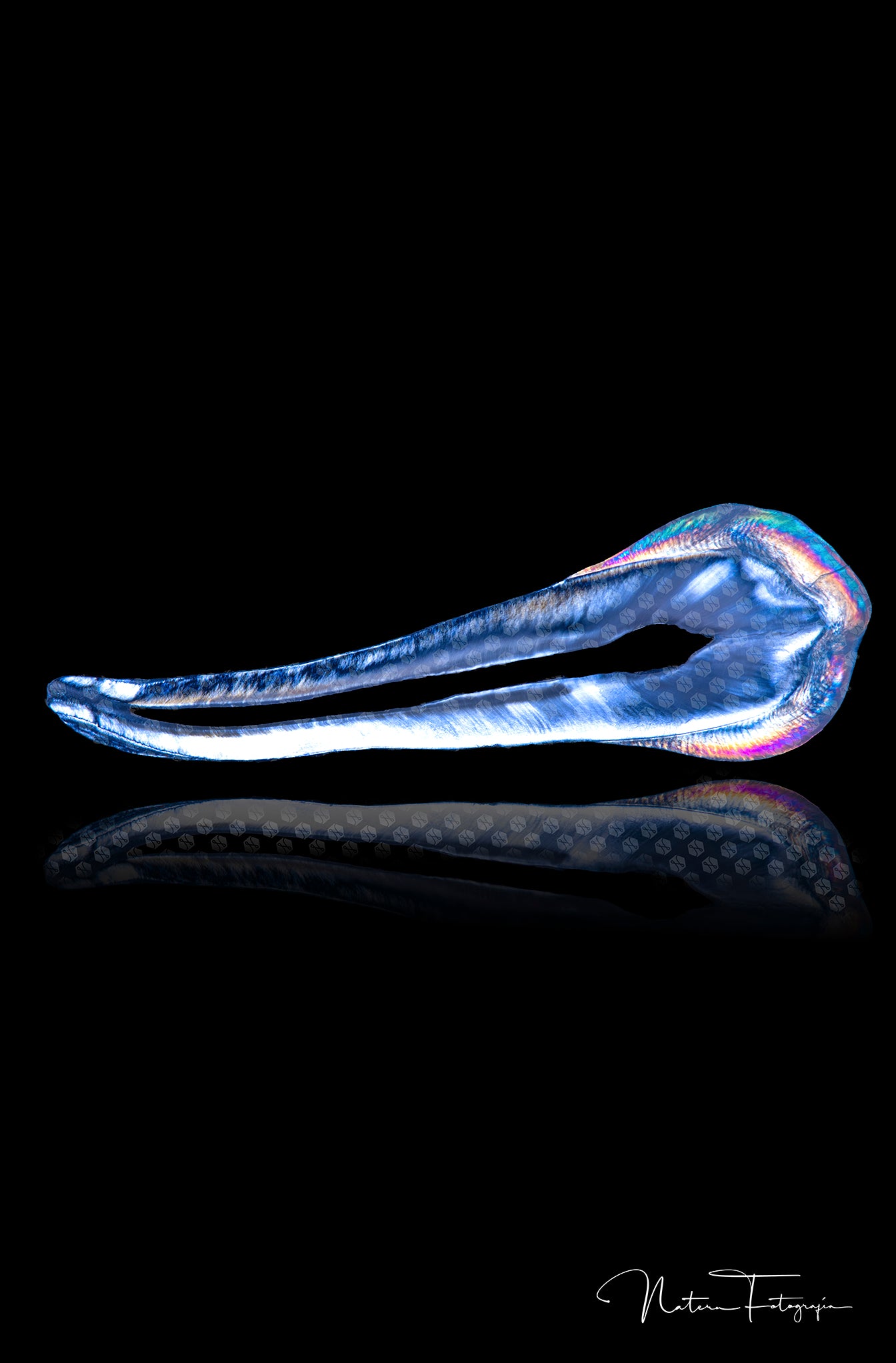 Premolar Azul 1