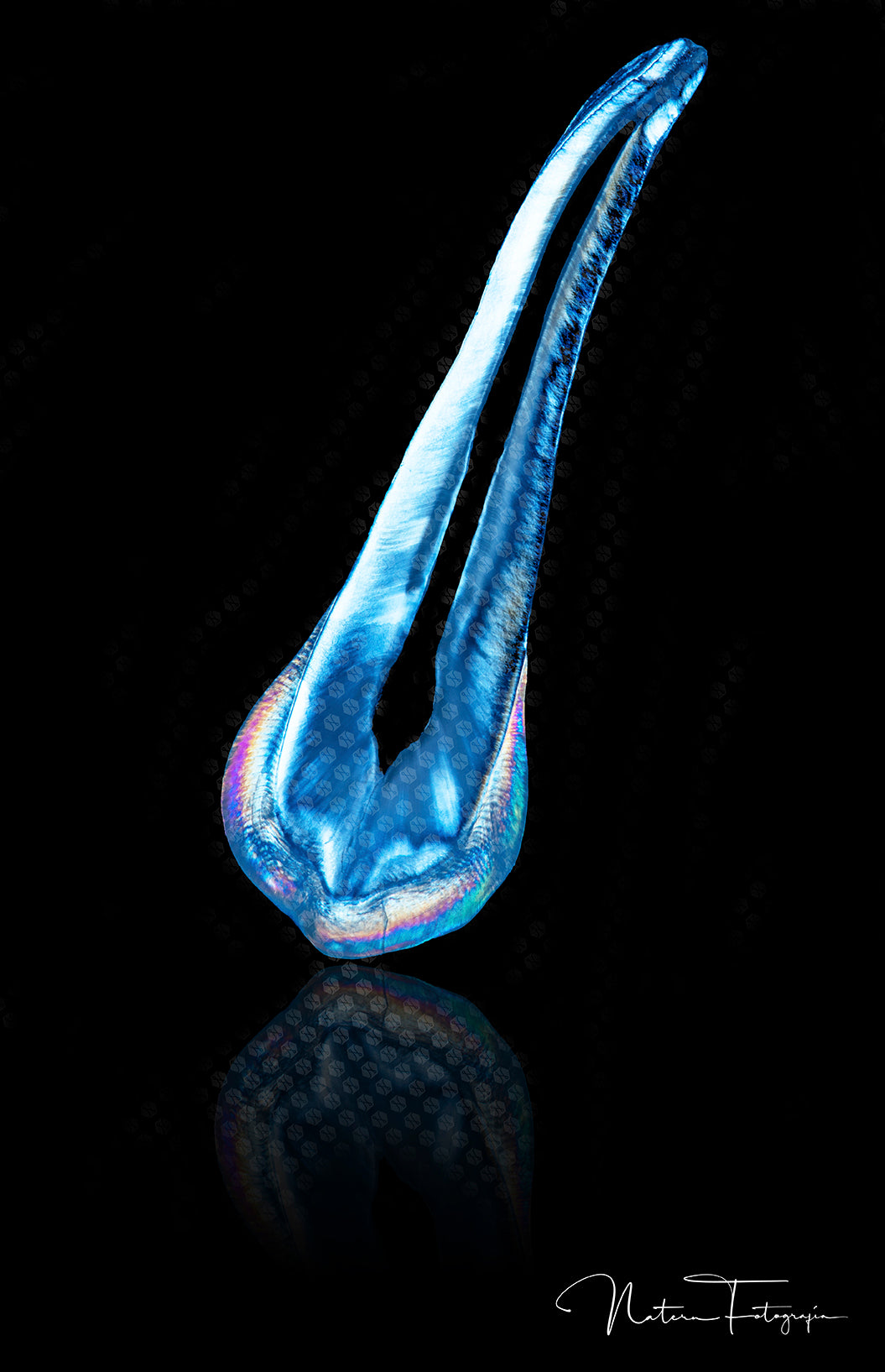 Premolar Azul 2