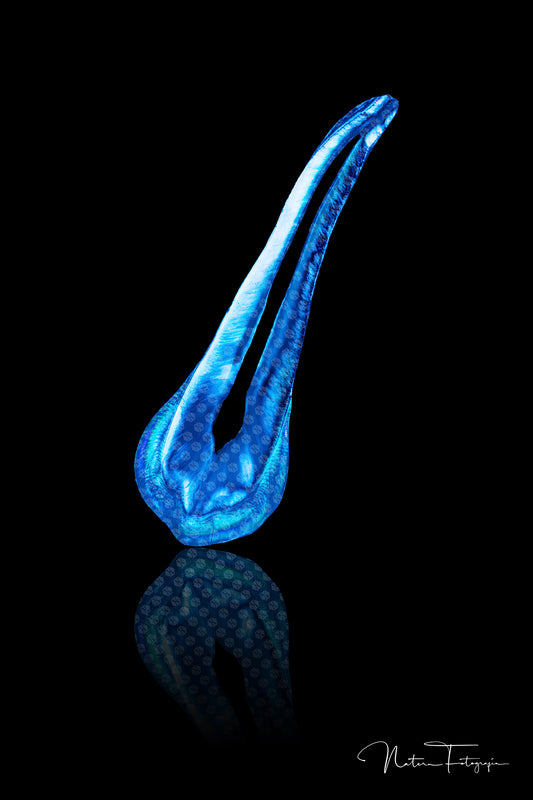 Premolar Azul 5