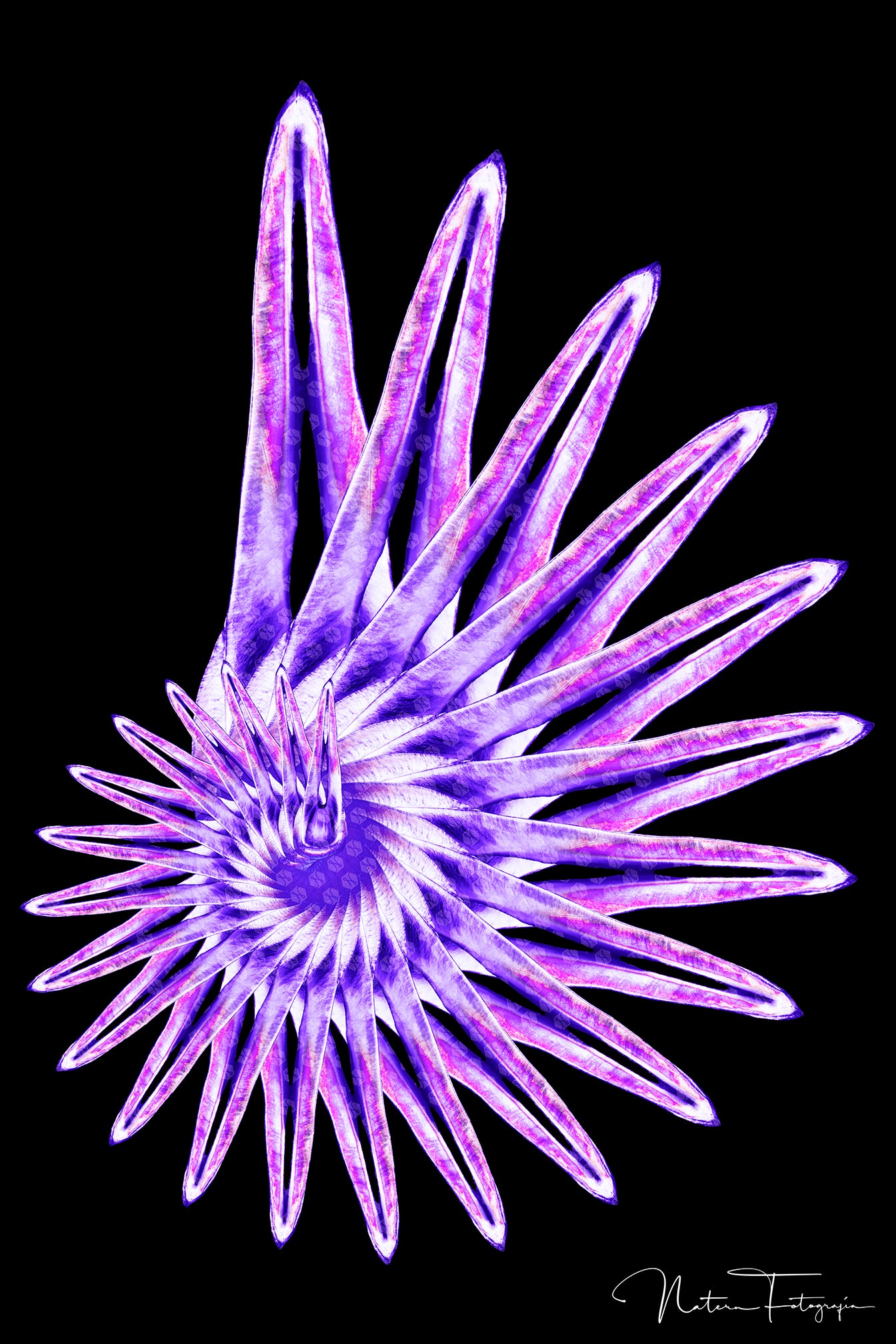 Espiral de Lateral Morado