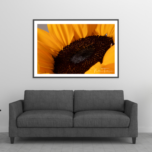 Girasoles 3