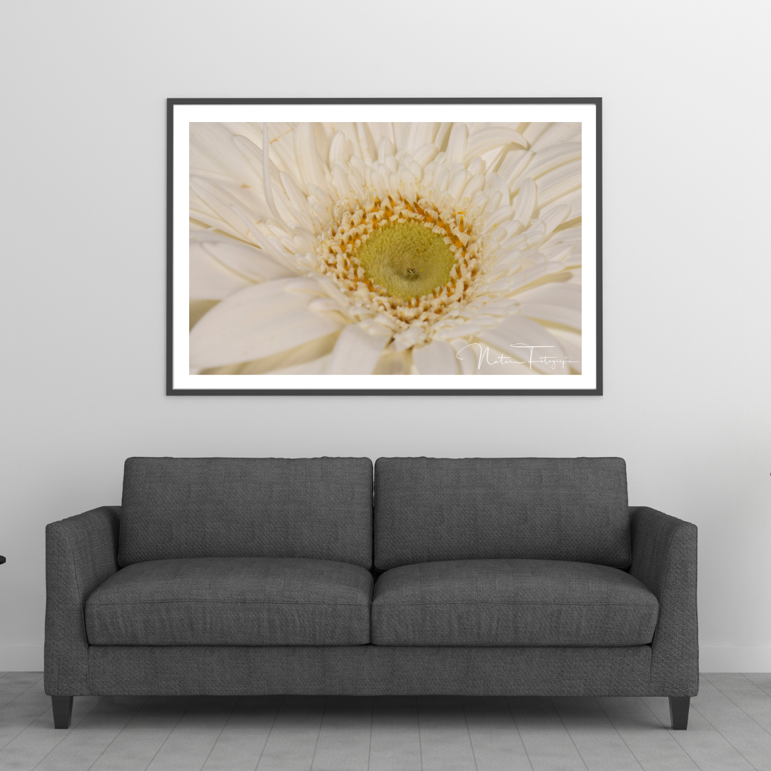 Gerbera Blanca 2