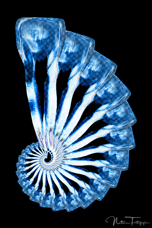 Espiral Central Azul